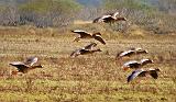 Geese In Flight_30204